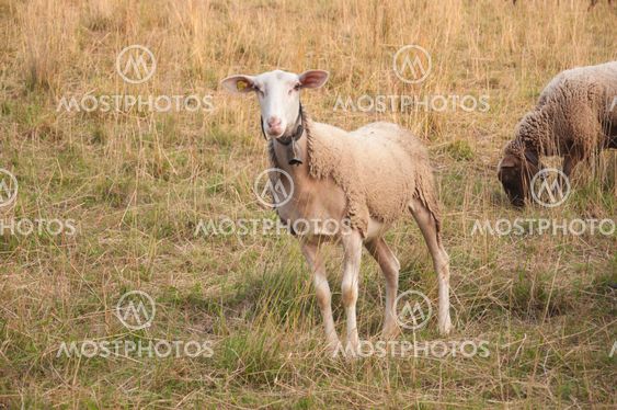 Beautiful White Sheep with Ear Chip in Switzerland at Sunset