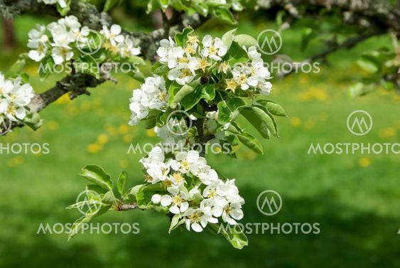 Pear blossom