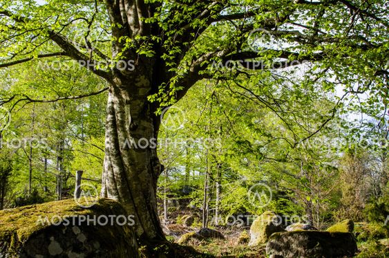 Old beech