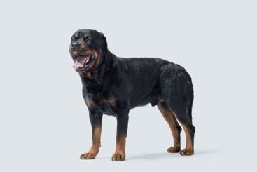 Beautiful healthy Rottweiler side view