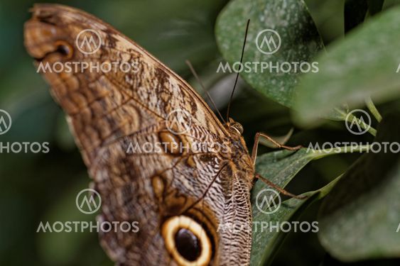 Macro photograph of a butterfly