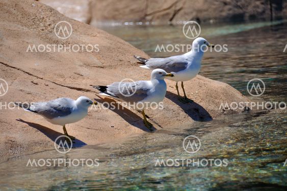 Seagull Group