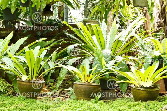 Tropical fern plant in garden