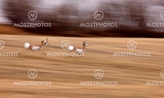 Pronghorn Antelope