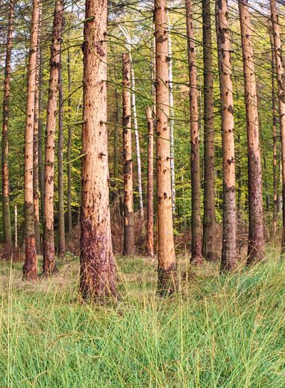 Tree trunk destroyed by bark beetles in the forest....