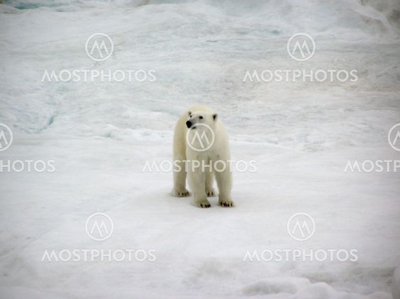 Polar bear