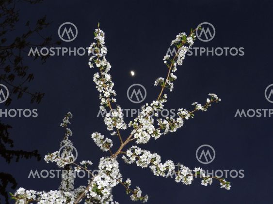 Apricot blossoms with quarter moon