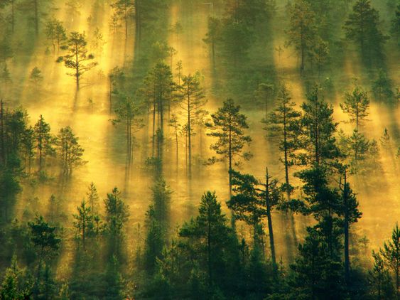 Early Summer Morning II