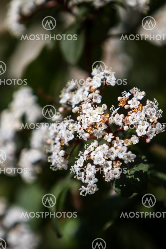 Viburnum tinus