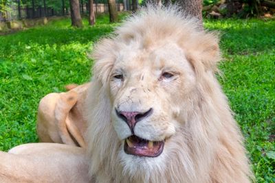 White lion (Panthera leo krugeri)