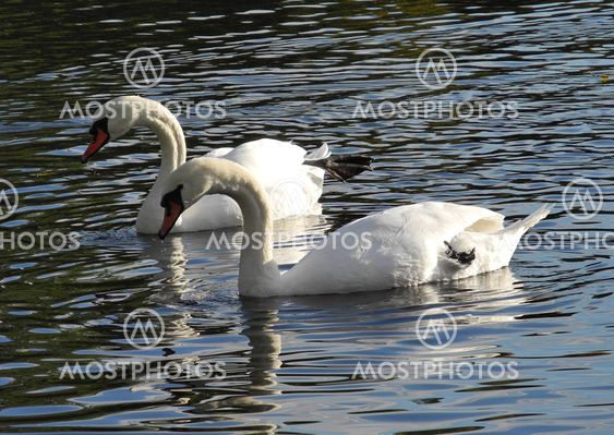 Love of swans