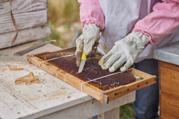 Farm, beekeeper and harvesting of honey, uncapping and...