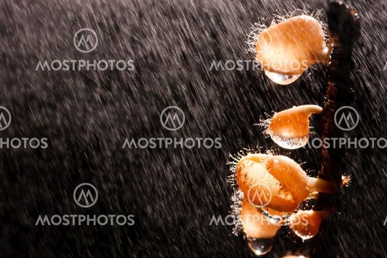 Orange mushroom on the raining