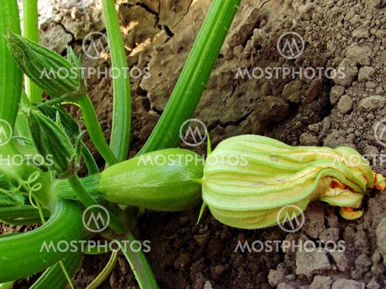growing marrow