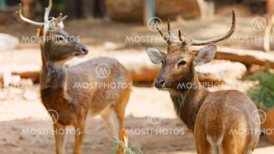 Siamese Eld's deers
