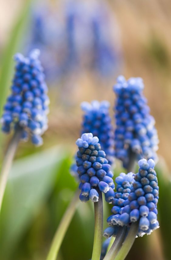 Blue Common grape hyacinth in spring
