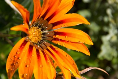 plant, flower, bloom, blossom, flowering, red, seed,...