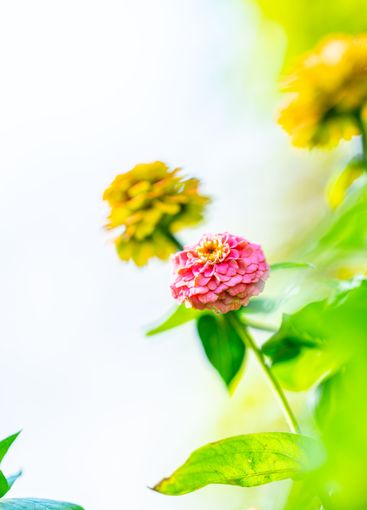 Colourful Common Zinnia in summer sun in a garden.