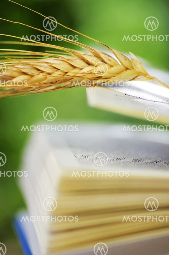 wheat spike on open book