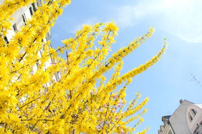 Forsythia in bloom in paris vivid yellow