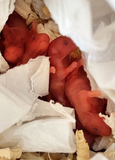 Newborn hamster in nest. Domestic pet 1 day old