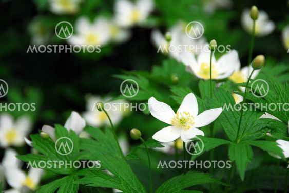 Wood anemones
