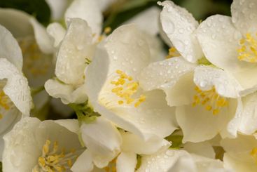 wet white jasmine flowers in the spring season
