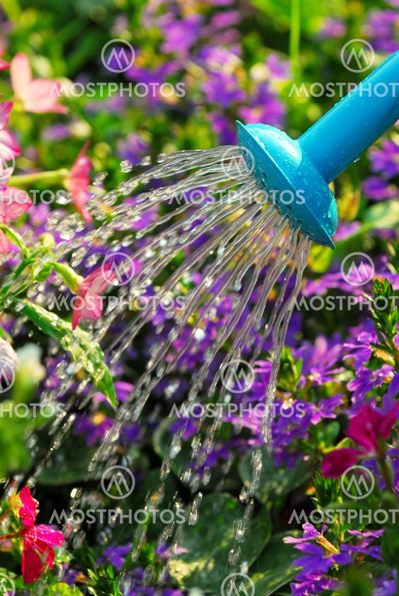 Watering flowers
