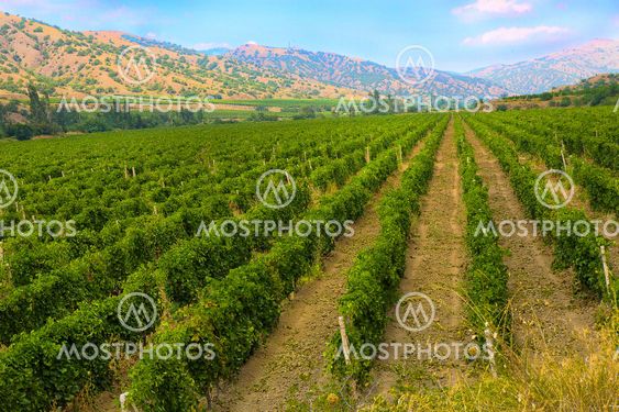 Crimea vineyard against mountains