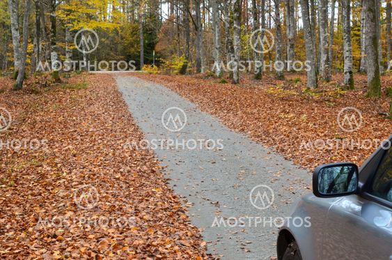 Autumnal drive