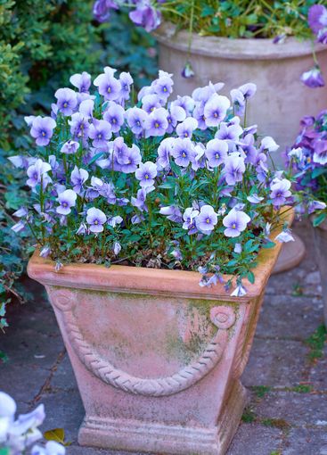 Garden, jar and flower pot with purple plants for...