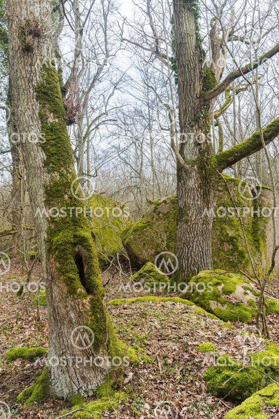 Stenar och block i en mossig skog på Öland