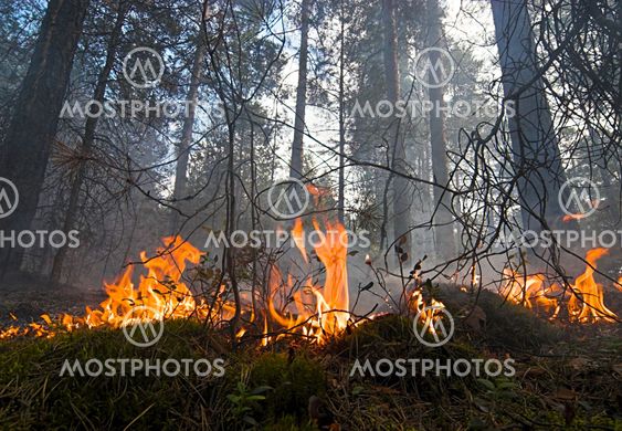Forest fire.