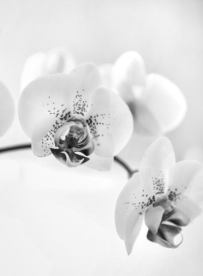 orkide i svartvitt