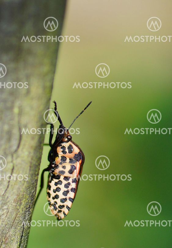 Strimlus on the move