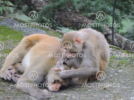 Rhesus Macaque Monkeys India