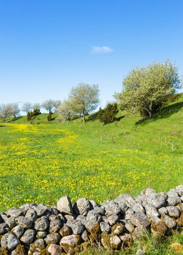 Stenmur på en äng med blommande maskrosor