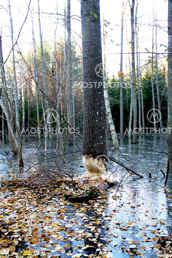Höst i bäverskogen