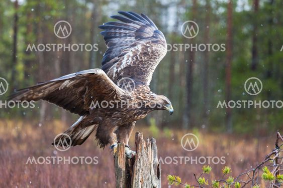 Golden eagles, Aquila chrysaetos
