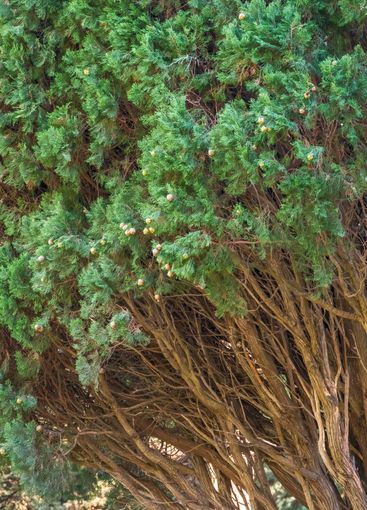 Leaves and cones of a Juniper tree evergreen