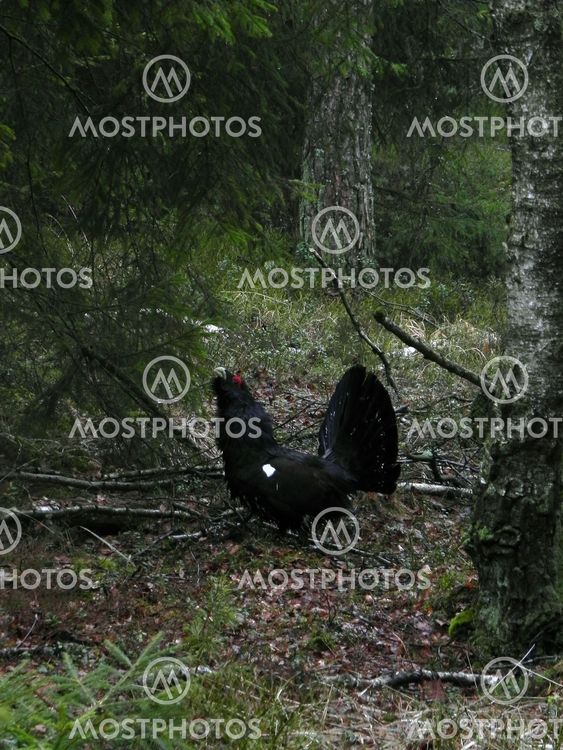Tjädertupp i Delsjöområdet - Mars 2012