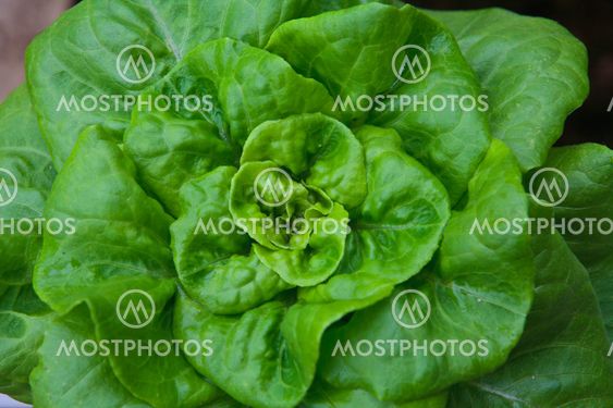 vegetables hydroponics farm,Cameron Malaysia