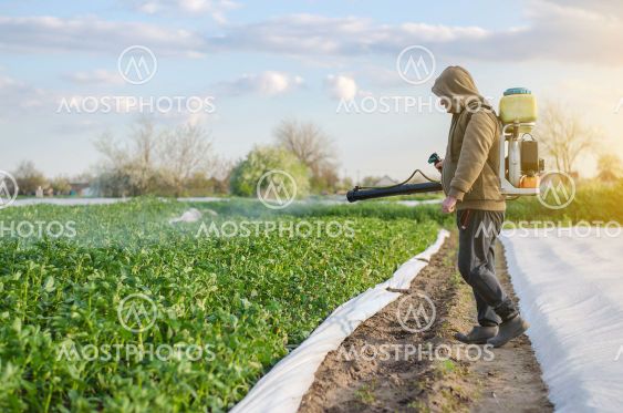 A farmer with a mist sprayer sprays fungicide and...