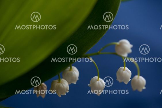 Lily Of The Valley