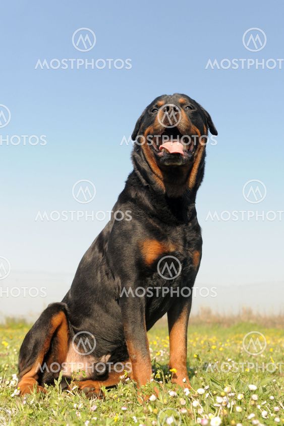 rottweiler