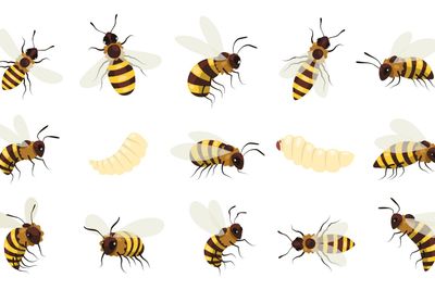 Honey bee bug. Winged buzz flying insect, striped...