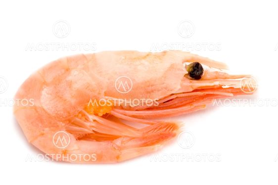 shrimp on white