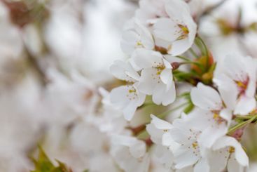 Season background with white spring flower