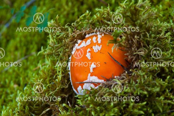 Fly agaric