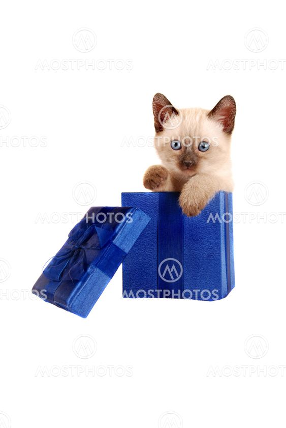 Siamese kitten in a gift box